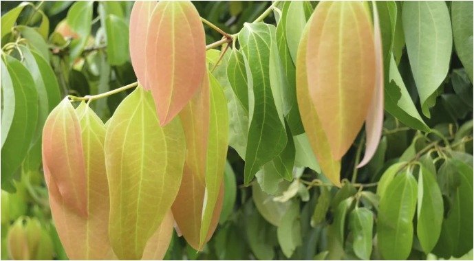 Cinnamon leaf