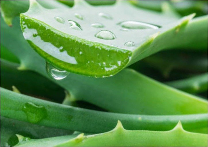 Health Tips - Aloe Vera1