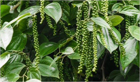 Health Tips - BLACK PEPPER 2