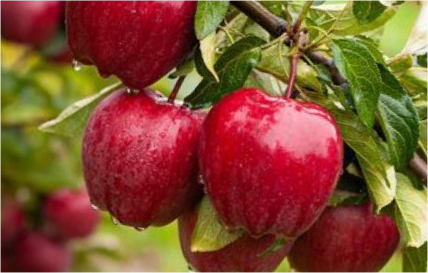 Healthy Food- Fruits- Apple-