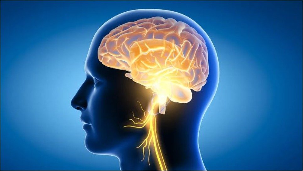 brain health