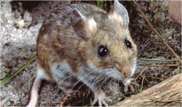 glue traps