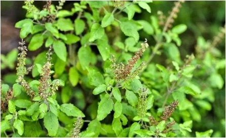 tulsi - Tulasi