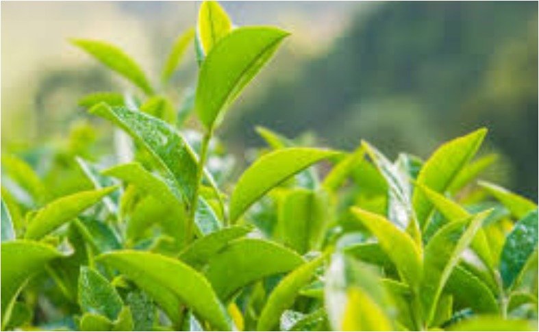 Health Tips -Ayurvedic medicine- Matcha Green tea - Kashaya (3)