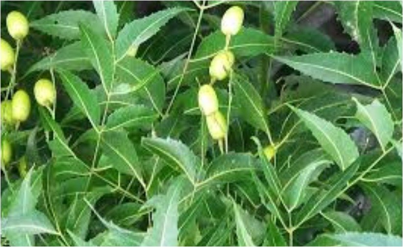 Health Tips - Neem