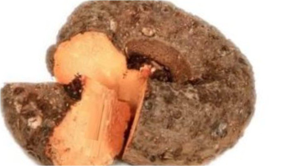 Health Tips - Vegitable -Jimikand - elephant foot yam 2