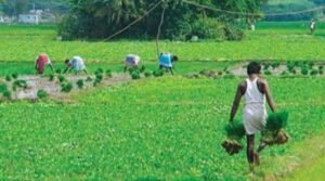 Farmer - Agriculture