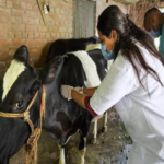 COW-Animal-Husbandry-1