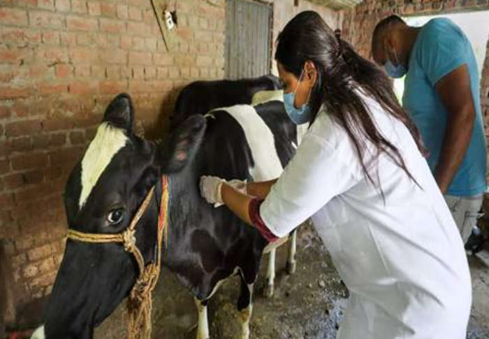 COW-Animal-Husbandry