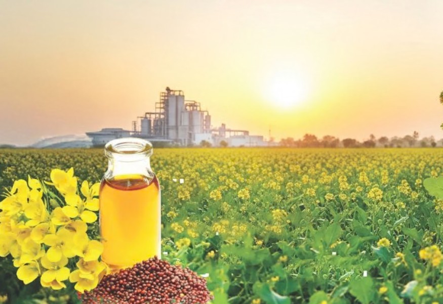 oil-seeds-oil-seads