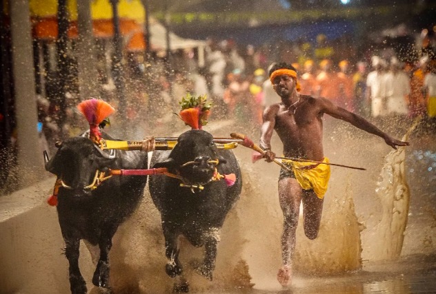 Mysuru-Dasara-Kambala-2026