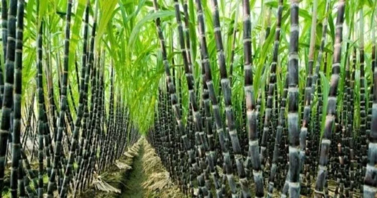 Sugarcane-1-750x395-1